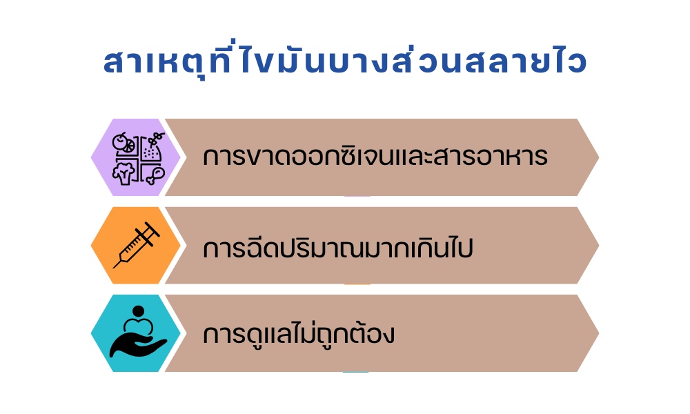 สาเหตุที่ไขมันบางส่วนสลายไว